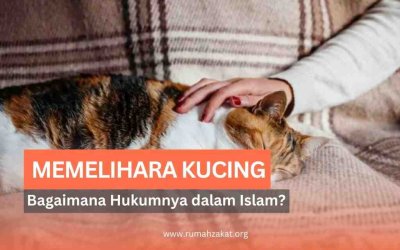 Memelihara Kucing dalam Islam: Ketahui Hukumnya hingga Kisah Nabi dan Kucing