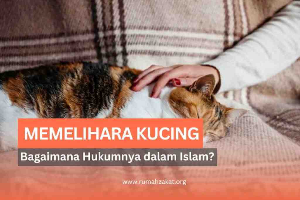 memelihara kucing dalam islam