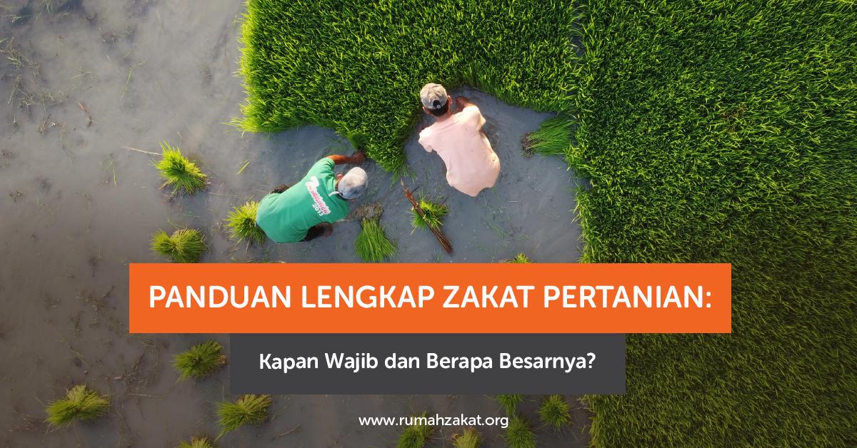 Petani sedang memanen padi sebagai ilustrasi zakat pertanian
