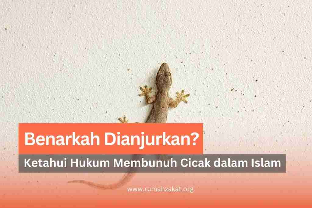 hukum membunuh cicak