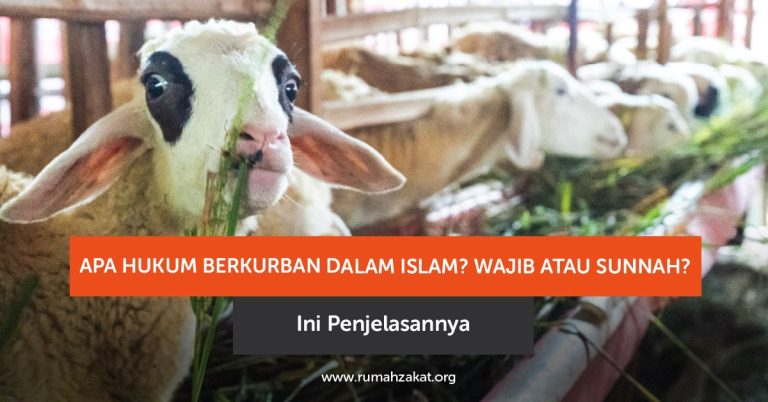 Apa Hukum Berkurban dalam Islam? Wajib atau Sunnah? Ini Penjelasannya
