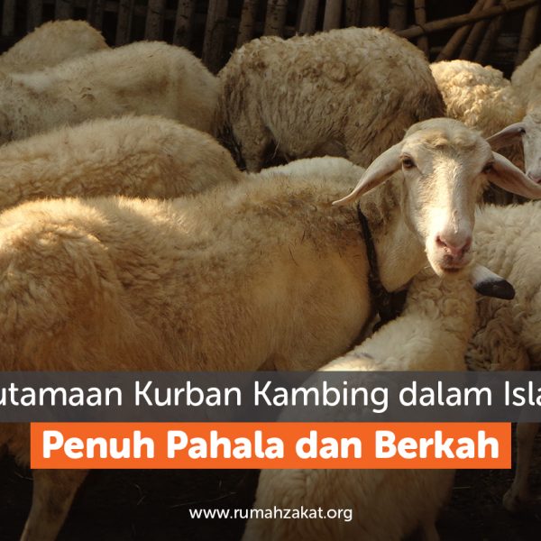 Keutamaan Kurban Kambing dalam Islam, Penuh Pahala dan Berkah