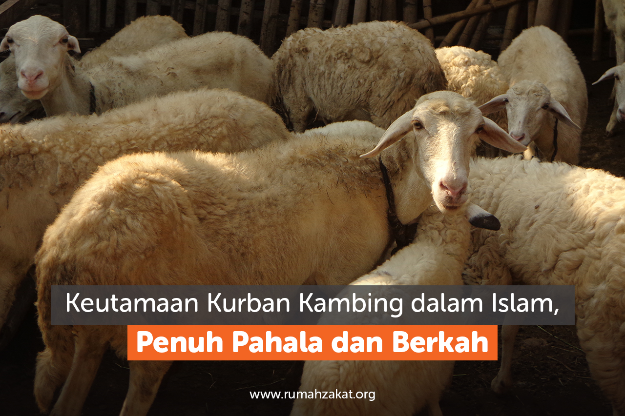 Keutamaan Kurban Kambing Keutamaan Kurban Kambing dalam Islam, Penuh Pahala dan Berkah