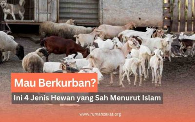 Mau Berkurban? Ini Dia Jenis Hewan yang Sah Menurut Islam