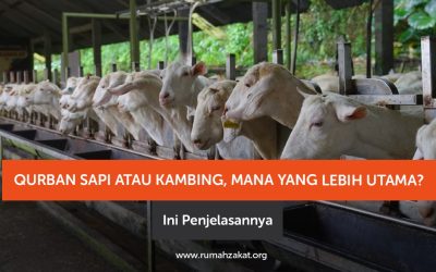 Qurban Sapi atau Kambing, Mana yang Lebih Utama? Ini Penjelasannya