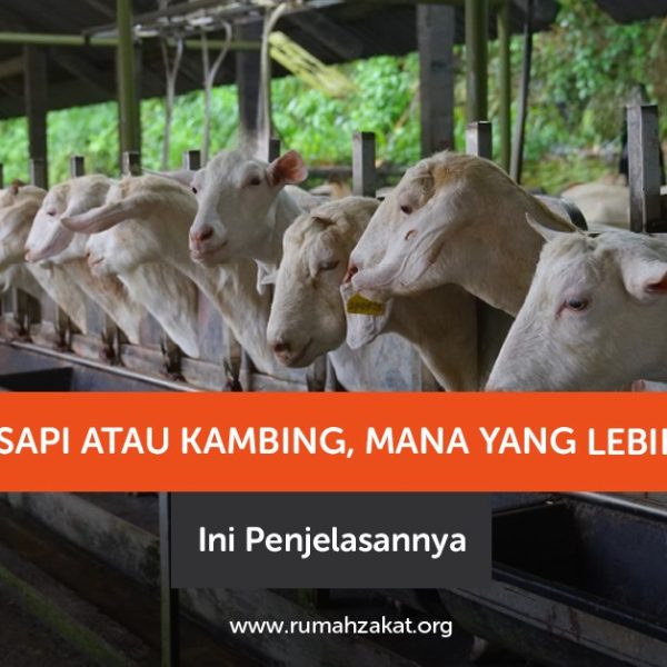Qurban sapi atau kambing, mana yang lebih utama? Simak penjelasan hukum, dalil, dan keutamaannya dalam Islam.