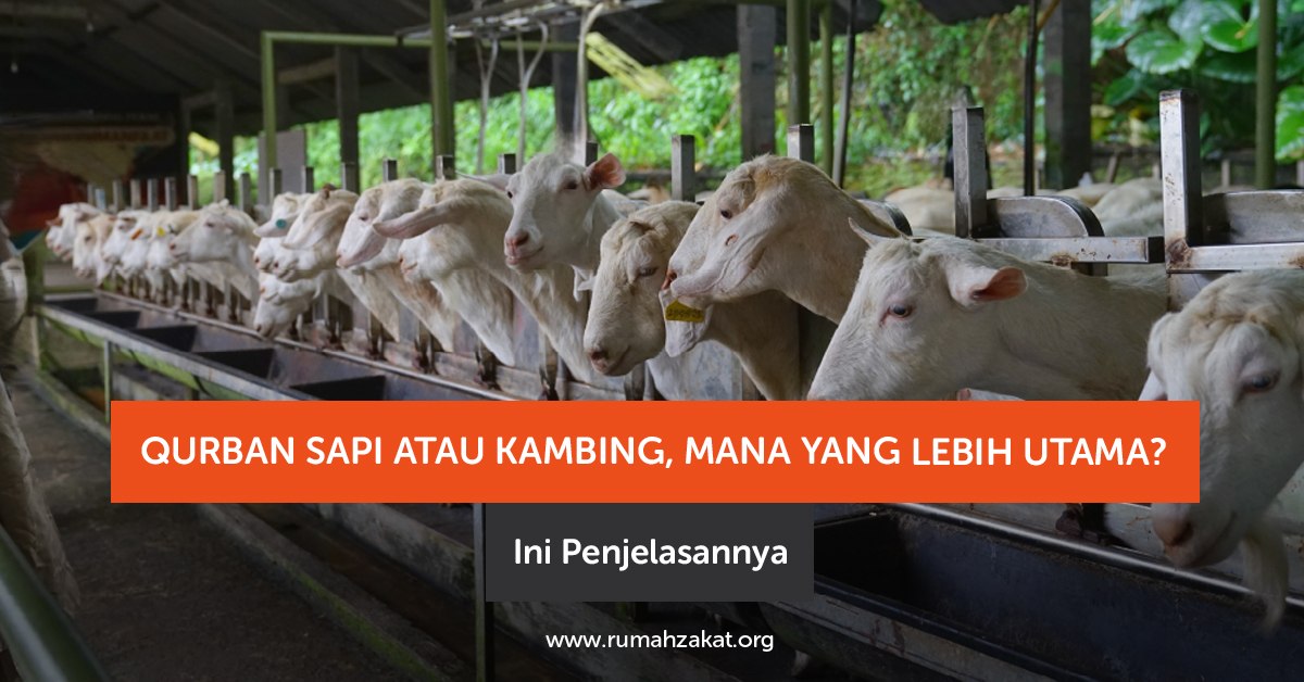 Qurban sapi atau kambing, mana yang lebih utama? Simak penjelasan hukum, dalil, dan keutamaannya dalam Islam.