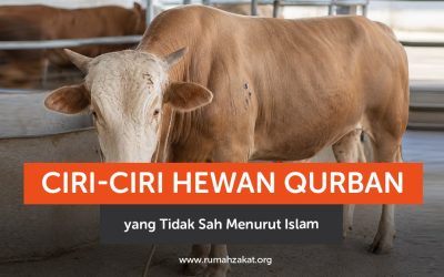 Ciri-Ciri Hewan Qurban yang Tidak Sah Menurut Islam