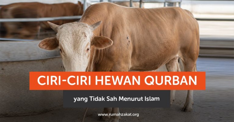 Ciri-Ciri Hewan Qurban yang Tidak Sah Menurut Islam