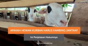 Kambing Jantan