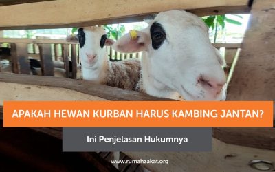 Apakah Hewan Kurban Harus Kambing Jantan? Ini Penjelasan Hukumnya