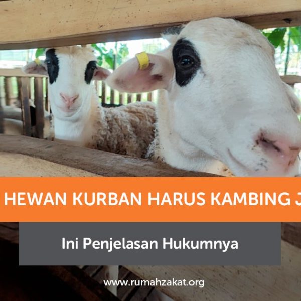 Kambing Jantan