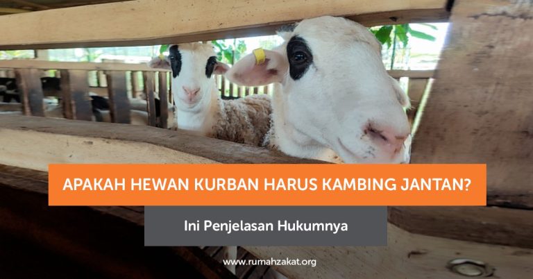 Apakah Hewan Kurban Harus Kambing Jantan? Ini Penjelasan Hukumnya