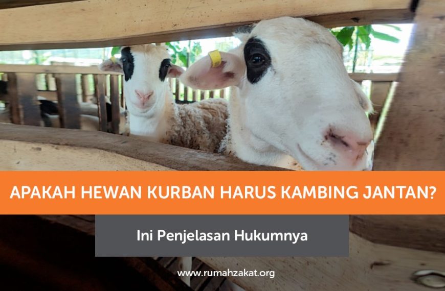Kambing Jantan