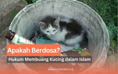 Apakah Berdosa? Hukum Membuang Kucing dalam Islam